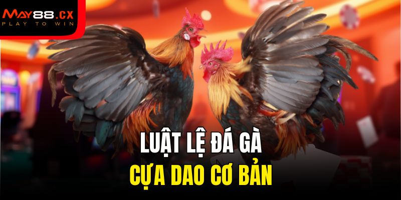 Luật lệ về thời gian đá gà cựa dao