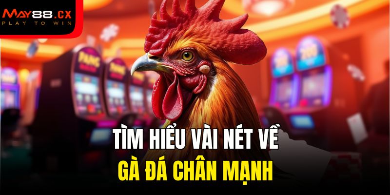 Tìm hiểu vài nét về gà đá chân mạnh